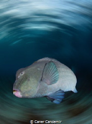 Bumphead Parrotfish by Caner Candemir 